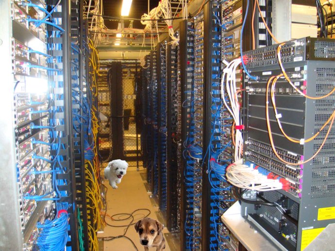 从小狗进机房说起